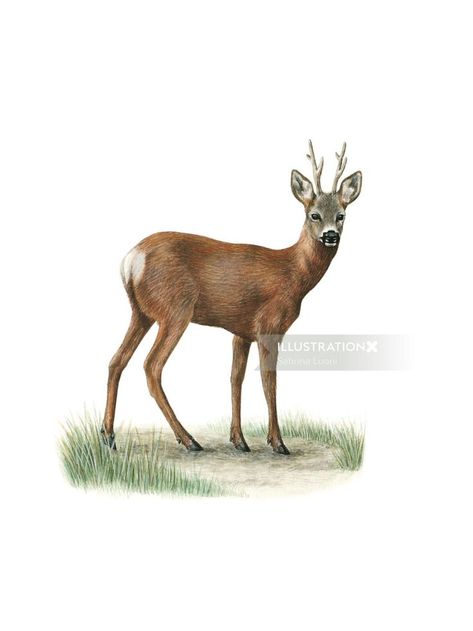 Animal Roe Deer painting Roe Deer Illustration, Roe Deer Drawing, Spotted Woodpecker, Deer Drawing, Barn Swallow, Deer Illustration, Deer Painting, Roe Deer, Stag Beetle