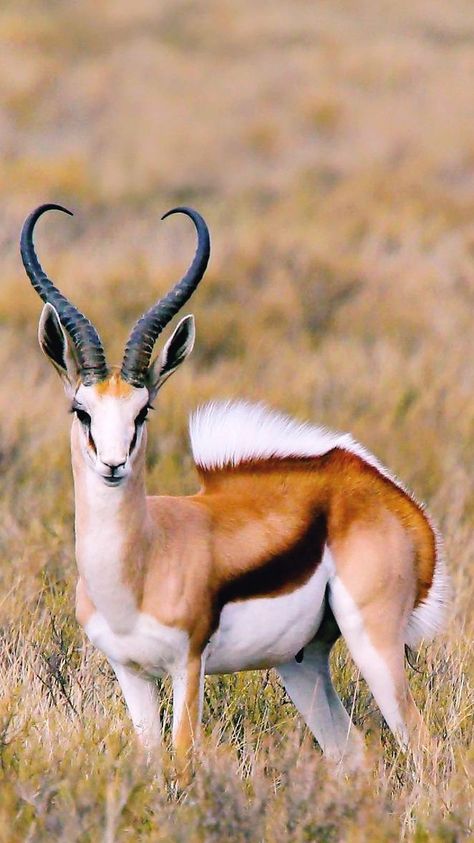 Springbok Antelope, Archie Moore, African Animals Photography, South Africa Wildlife, African Antelope, Africa Wildlife, Body Photography, Animals Amazing, Rare Animals