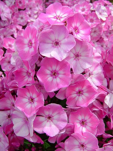 Phlox 'Volcano' Phlox Flower, Eye Closeup, Phlox Flowers, Pink Perennials, Phlox Paniculata, Artificial Plants Outdoor, Beautiful Pink Flowers, Pink Garden, Unique Trees