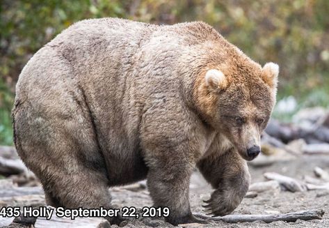 National Parks America, Katmai National Park, King Salmon, Sockeye Salmon, Summer Music, Park Ranger, Brown Bear, Music Festival, Mammals