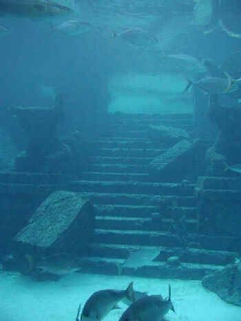 YONAGUNI....On the southern coast of Yonaguni, Japan, lie submerged ruins estimated to be around 8,000 years old. Though some people believed that it was carved by geographic phenomena, it’s now confirmed to be man-made as the intricate stairways, carvings and right angles suggest. It was discovered in 1995 by a sport diver who strayed too far off the Okinawa shore with a camera in hand. Underwater Ruins, Lost City Of Atlantis, Sunken City, Underwater City, Underwater Scene, Ancient Technology, Mysterious Places, Ancient Mysteries, Ancient Aliens