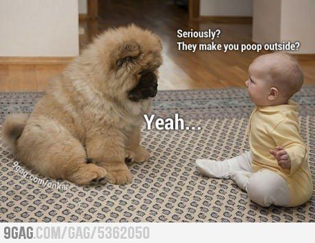 Cute baby talking to a fluffy dog Funny Baby Pictures, Funny Animals With Captions, Funny Baby Memes, Cesar Millan, Funny Dog Photos, Funny Dog Memes, Funny Animal Quotes, Baby Memes, Funny Dog Pictures