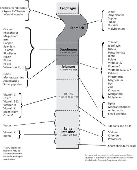 Journey to a Healthier Me: Where are Nutrients Absorbed? Gastric Bypass Recipes, Bariatric Surgeon, Nutrient Absorption, Sleeve Surgery, Digestive Tract, Bypass Surgery, Gi Tract, Bariatric Recipes, Gastric Bypass