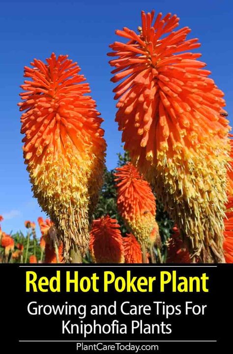 Kniphofia (red hot poker plant) clustered red and yellow tubular on top of a thick, succulent poker-straight stem, used in mixed beds, borders, and rock gardens. [DETAILS] Kniphofia Red Hot Poker, Red Hot Poker Plant Care, Red Hot Poker Flower, Red Hot Poker Plant Landscaping, Hot Poker Plant, Red Hot Poker Plant, Torch Lily, Landscape Planters, Garden Renovation Ideas