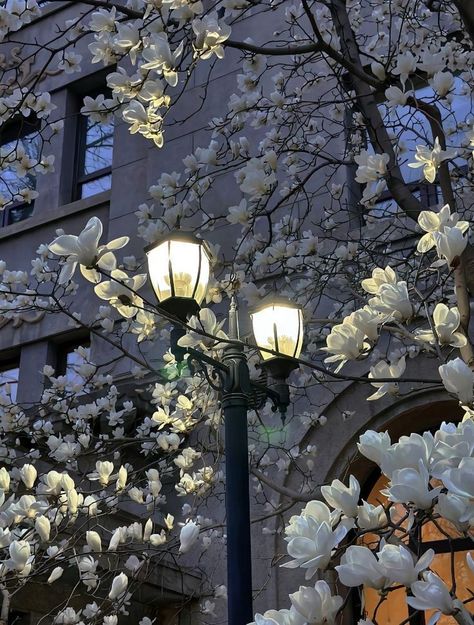 Wow Photo, White Lilac, Fotografi Vintage, Peaceful Place, Aesthetic Flowers, Japon Illustration, Nothing But Flowers, Pretty Landscapes, Flower Therapy