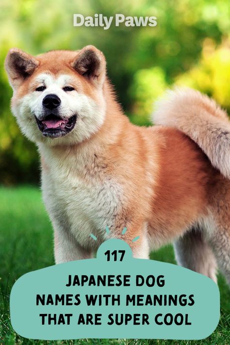 From Taedo (loyal) to Momo (peaches), these unique Japanese names for your pet really stand out! #dognames #puppynames #puppyparents #cutedognames Unique Japanese Names, Japanese Dog Names, Cool Dog Names, Male Dog Names Unique, Best Female Dog Names, Puppy Names Unique, Boy Puppy Names, Brown Dog Names, Japanese Boy Names