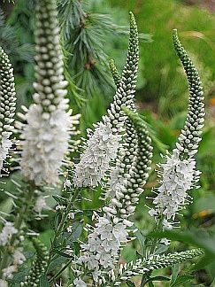 veronica+flowers+white Fairy Candles, Long Blooming Perennials, Moon Garden, Have Inspiration, White Gardens, Garden Cottage, The Grass, Front Garden, Green Grass