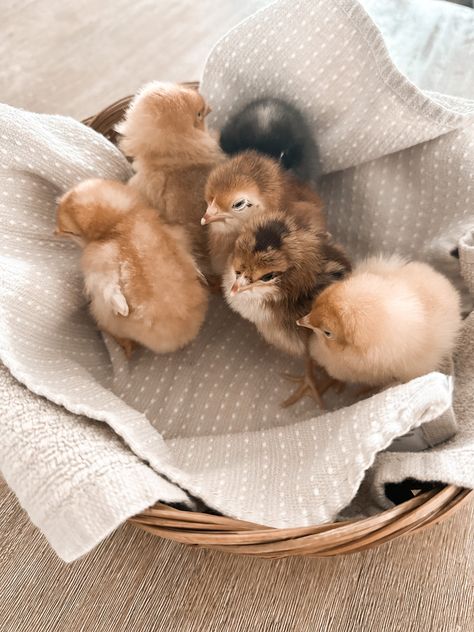 Baby Chick Pictures, Baby Chick Photoshoot, Chick Photo Shoot, Baby Chicks Aesthetic, Chicks Aesthetic, Chickens Aesthetic, Baby Chicks Photography, Bird Photoshoot, Chick Aesthetic