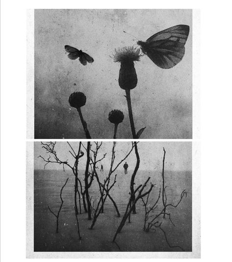 Green Wolf, Diptych Art, Osage County, Whale Blue, Camera Obscura, Photography Themes, Diy Plant Hanger, Black Photo, Seasons Change