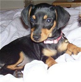 Puppy Cute: Dachshund Chihuahua Dog Mix, Dogs, Pictures, Photos, Pics, Images, Gallery, Breed, Puppies, Rescue, Information and Facts, Characteristics, Mix, Qualities, Jewelry Chiweenie Puppies, Chiweenie Dogs, Dog Breeds Pictures, Online Roulette, Unique Dog Breeds, Rare Dog Breeds, Cutee Animals, Rare Dogs, Basic Dog Training