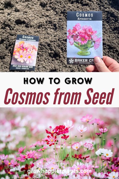 Discover how to grow cosmos from seed with our comprehensive guide, from sowing to blooming to saving the seeds for next year! How To Plant Flowers From Seeds, Flowers From Seed, How To Plant Flower Seeds, Growing Flowers From Seeds, Growing Cosmos, Easy Flowers To Grow From Seed, How To Grow Cosmos, How To Save Cosmo Seeds, Growing Flowers From Seeds In Greenhouse