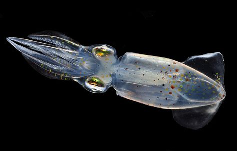 Glass squid by artour_a, via Flickr Squid Photo, Squid Reference Photo, Blue Squid Aesthetic, Bioluminescent Squid, Hooded Nudibranch, Deep Sea Creatures, Water Life, Underwater Life, Sealife