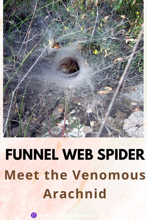 #funnel #web #spider #arachnid #neurotoxin #carnivore #prey #stemchallenge #science #scienceforkids #sciencemagazine #smoremagazine #stem #stemeducation #stemforkids Spiders In Australia, Spider Fact, Funnel Web Spider, Most Dangerous Animals, Poisonous Spiders, Cat Spider, Interesting Creatures, Web Spider, Science Magazine