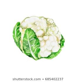 Cauliflower Illustration, Cauliflower Drawing, Cookbook Drawings, Fruit Calendar, Drawing Fruits, Fruit Art Drawings, Flower Line Drawings, Black Theme, Watercolor Fruit