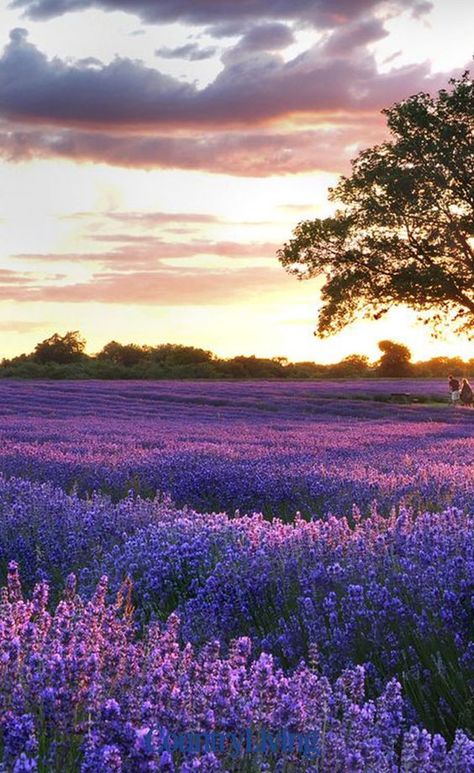 The UK's lavender fields are in full bloom. Right until September, you can catch a glimpse of the blossoming lilac delights around the country. From rolling lavender fields in Surrey, to rivers of beautiful purple in Hampshire, there are plenty of places to see, and smell, the stunning sights.  #lavenderfields #lavender #uk #flowers #plants #flowerinspiration #beautifulsights Growing Sunflowers, Big Yard, Lavender Farm, Beautiful Sights, Lavender Fields, Urban Garden, Decoration Design, Yard Decor, Hampshire