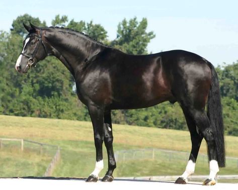 Kathiyawadi Horse, Warmblood Horses, Hanoverian, St Georges, Types Of Horses, Mini Horse, Sport Horse, Equestrian Life, Show Jumping