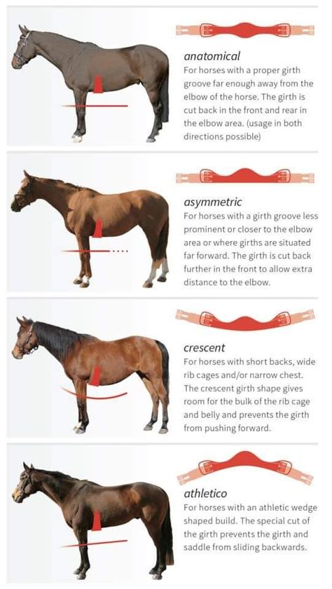 Only Equestrians Will Understand, Equine Studies, Horses Funny, Horse Training Exercises, Western Equestrian, Funny Horse Pictures, Horse Barn Ideas Stables, Horse Lessons, Horse Barn Designs