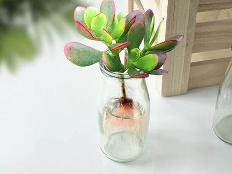 How To Propagate Jade Plant In Water, Jade Plant Propagation, Plants Grown In Water, Jade Succulent, Jade Tree, Zebra Plant, Jade Plant, Plant Propagation, Crassula Ovata