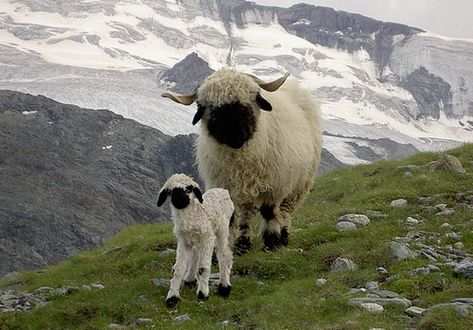 The Valais Blacknose, is a breed of domestic sheep originating in the Valais region of Switzerland.[ Valais Sheep, Blacknose Sheep, Valais Blacknose, Valais Blacknose Sheep, Mother And Baby Animals, Baby Sheep, Black Nose, Sheep And Lamb, Cute Sheep