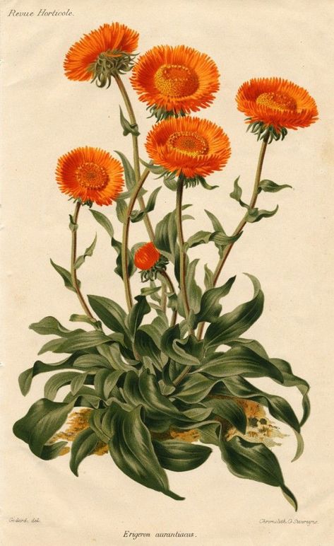 Vintage Botanical Drawings, Fauna Illustration, Vintage Botanical Illustration, Orange Daisy, Antique Botanical Print, Science Illustration, Illustration Botanique, Vintage Botanical Prints, Botanical Illustrations