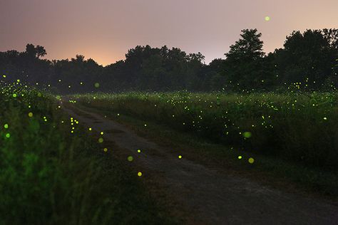 Firefly Meadow with Trail National Wildlife Federation, Smoky Mountain National Park, Magical Forest, How To Make Light, Paper Print, Metal Artwork, Firefly, National Geographic, Night Sky