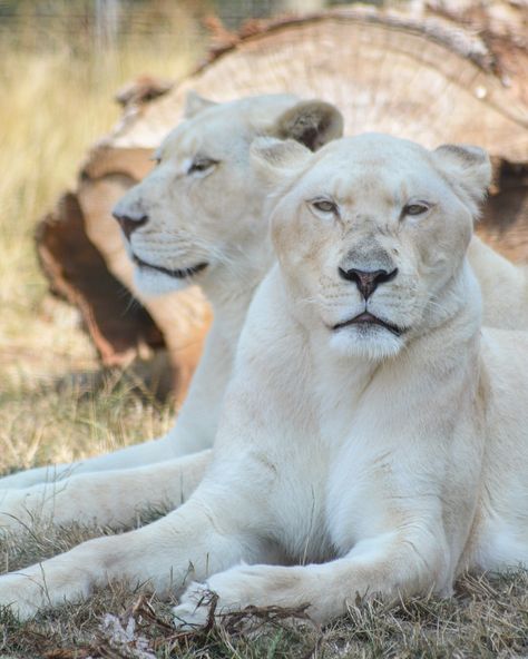 Big Cat Reference, Big Cats Domestic, Big Cat Sanctuary, Big Cat Reference Photo, Big Cat Family, Cat Sanctuary, Black Jaguar, White Lion, White Tiger