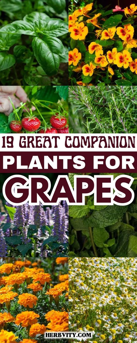 "🌱🍇 Growing Together: 19 Companion Plants to Thrive with Your Grape! 🌼✨ Discover the perfect allies for a bountiful and beautiful vineyard. 🌿🌸 #GardenHarmony #CompanionPlanting #VineyardBounty #GreenThumb" Grapes Planting Ideas, Growing Wine Grapes, Tomato Companion Plants, Grape Vine Plant, Best Companion Plants, Planting Fruit Trees, Grape Tree, Food Forest Garden, Grape Vineyard