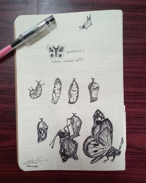 Evolution Of A Butterfly, Butterfly Evolution, Butterfly Sketch, Cool Drawings, Evolution, Drawings, Quick Saves