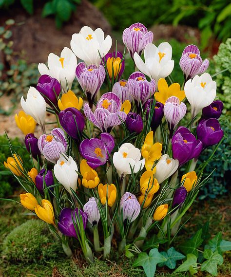 Look at this Dormant Large-Flowering Crocus Bulb - Set of 100 Mix on #zulily today! Diy Garden Decor Projects, Crocus Bulbs, Crocus Flower, Front Yard Design, Garden Decor Projects, Garden Bulbs, Bulb Flowers, Planting Bulbs, Ranunculus