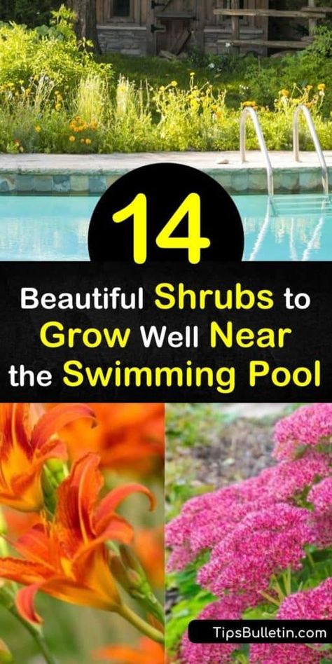 When selecting shrubs to grow near the pool, choose those that add vibrant color to any landscape design, such as Hibiscus or Bird of Paradise. Plant palm trees to provide shade over the swimming pool in hot weather. Use lemongrass and geraniums to repel pesky mosquitoes. #shrubs #grow #near #pool Simple Pool Landscaping Ideas, Plants To Use Near Swimming Pools, Landscaping Around Rectangular Pool, Landscaping Pool Ideas, Pool Patio Plants, Landscape Ideas Pool Area, Garden Design Around Pool, Rock Garden Around Pool, Pool Backyard Ideas Landscaping