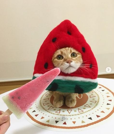 Happy Watermelon day! 🍉 Watermelon kitten ^ Kibimomo also made the kittens' favorite foods into a variety of beautiful hats. Ninja Cats, Cat Post, Airbrush Art, Cat Dresses, Cat Hat, Pet Costumes, Cute Kittens, Silly Cats, Cat Pics