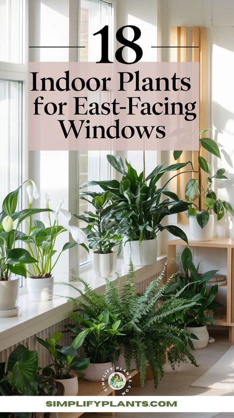 "Discover the 18 Best Indoor Plants for East-Facing Windows with our comprehensive care tips! Perfect for indoor gardening, these houseplants thrive in morning sunlight, making them ideal for low-light plants lovers. Enhance your space with stunning indoor plant decor while learning essential plant care techniques. Our plant care guide covers sunlight requirements, ensuring your plants flourish in east-facing windows!" Plants In Bay Window Ideas, Lowlight Houseplants, Plants In Window, Large Windows Living Room, House Plant Decor, Decorating With Plants, Easy Indoor Plants, Indoor Plants Low Light, Plant Care Guide