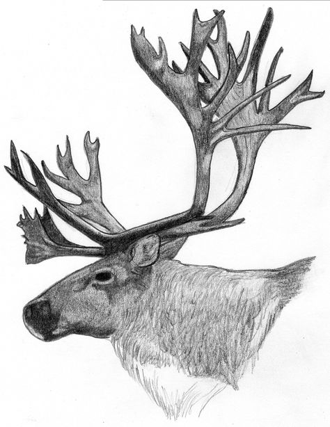 Elk Head Drawing, Caribou Antlers, Reindeer Tattoo, Caribou Hunting, Hunting Drawings, Elk Tattoo, Antler Tattoo, Sketch Head, Reindeer Drawing