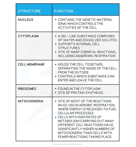 Animal & Plant Cells | AQA GCSE Biology Revision Notes 2018 Gcse Aqa Biology Revision Notes, Gcse Biology Revision Notes, Animal Cell Structure, Biology Revision Notes, Cell Biology Notes, Cell Structure And Function, Plant Cell Structure, Gcse Biology, Biology Revision