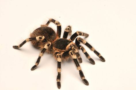 White Knee Tarantula, Tarantula Pet, Red Knee Tarantula, Spider Species, Real Spiders, Animals Forest, Animal Print Wallpaper, Animated Animals, Beautiful Bugs