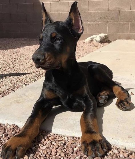 Best Female Dog Names, Perro Doberman Pinscher, European Doberman, Black Doberman, Doberman Pinscher Puppy, Female Dog Names, Dog Mommy, Doberman Pinscher Dog, Dangerous Dogs