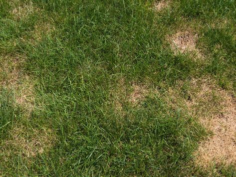 Lawn Problems, Carton Texture, Lawn Pests, Dog Urine, Types Of Grass, Summer Lawn, Lawn Maintenance, Green Lawn, Grass Seed