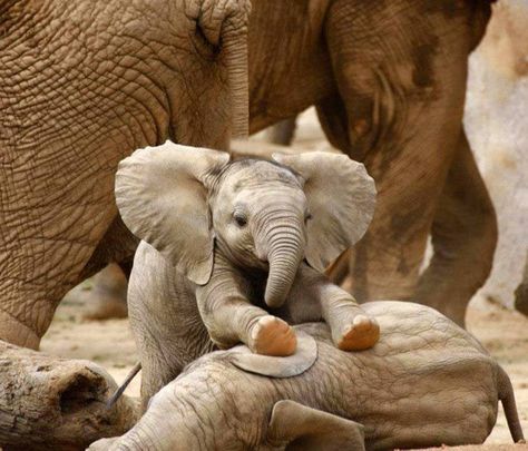 "The Internet needs way more baby elephants..." Elephants Photos, Baby Elephants, Elephant Love, Baby Animals Funny, African Elephant, Cute Elephant, Cute Animal Pictures, Sweet Animals