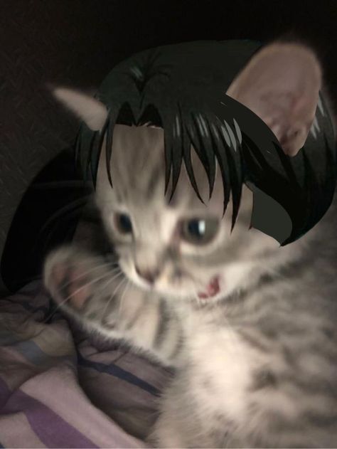 Levi Catboy, Levi Ackerman Nails, Levi Ackerman Fan Art, Meme Levi, Levi Cat, Levi Ackerman Official Art, Levi Ackerman Pfp, Levi Ackerman Manga, Levi Ackerman Fanart