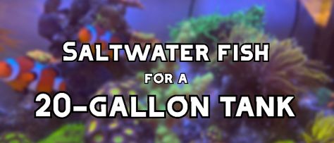 Most marine organisms require a large amount of space in order to thrive. Despite this, I still managed to dig up some ideas for saltwater fish species that can be housed in a smaller 20-gallon 20 Gallon Saltwater Aquarium, 20 Gallon Saltwater Tank, Small Saltwater Tank, Goby Fish, 20 Gallon Aquarium, Famous Marines, Tang Fish, Fish Ideas, Marine Organism