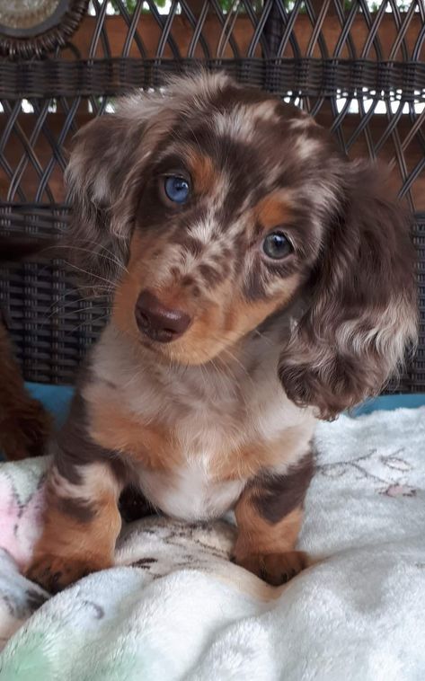 Fluffy Daushound, Fluffy Dashound, Daushound Puppies, Dauschaund Puppy, Dapple Chiweenie, Dashchund Puppy, Winnie Dogs, Big Dogs Breeds, Biggest Dog In The World