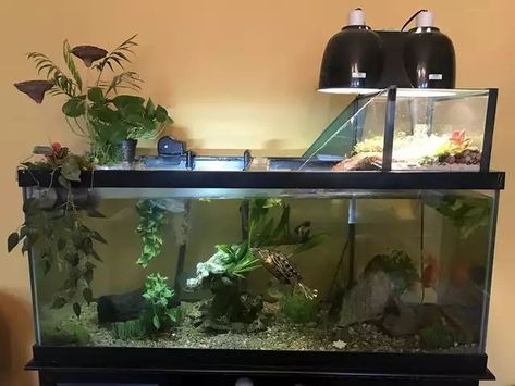 Turtle Tank Ideas, Turtles Pet, Aquatic Turtle Tank, Turtle Tank Setup, Turtle Enclosure, Turtle Terrarium, Red Eared Slider Turtle, Turtle Aquarium, Turtle Care