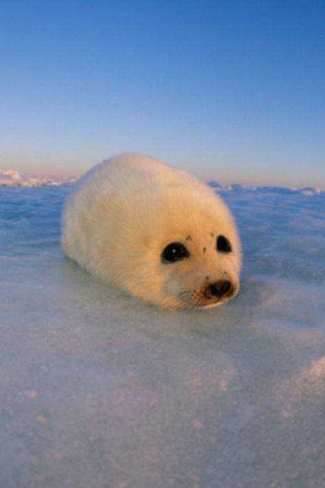 Harp Seal Pup, Funny Seals, Baby Harp Seal, Cute Seals, Seal Pup, Baby Seal, Animal Icon, Cute Pets, The Peacock