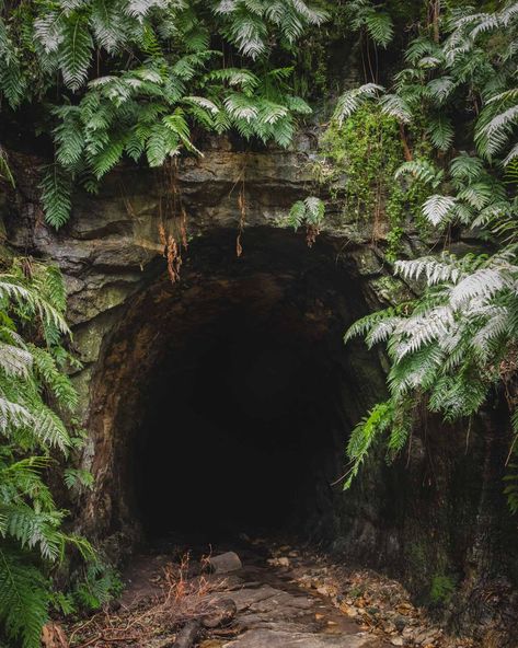 The entrance to the Glow Worm Tunnel Tunnel Drawing, Woodland Landscaping, Forest Tunnel, Hope Background, Hidden Stairs, Powerless Aesthetic, Mountain Tunnel, Tunnel Entrance, Glow Worms