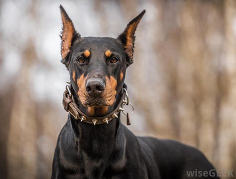 Doberman Puppies, Doberman Pinscher Dog, Doberman Puppy, Doberman Dogs, Kinds Of Dogs, Companion Dog, The Guardians, Guard Dogs, Animal Books