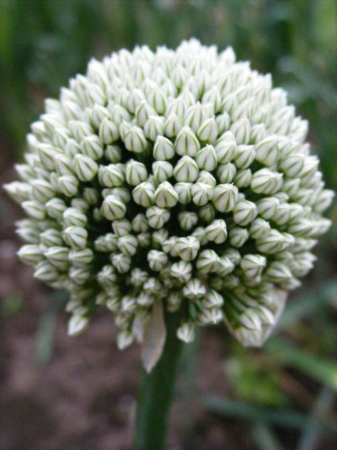 Onion Flower | A few of the onions I had planted in my veget… | Flickr Onion Flower, Individual Flowers, Nice Flowers, Seed Germination, The Onion, Green Onion, I Dont Know, The Plant, Amazing Flowers