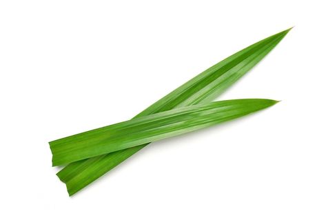 Fresh green pandan leaves isolated on wh... | Premium Photo #Freepik #photo #pandan #pandan-leaf #herbal #herbs Pandan Leaves, Healthy Herbs, Leaf Nature, Fresh Green, Premium Photo, Celery, Herbs, Stock Photos, Plants