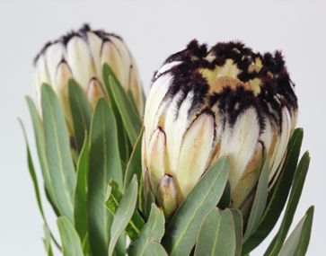 black and white mink protea is a funky flower. Very different. Not overly floral: White Protea, Protea Art, Protea Flower, Garden Quotes, Fruit Vegetables, Garden Painting, Cat Pillow, Pillow Sofa, Flower Art Painting