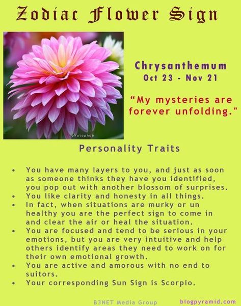 Zodiac Flower sign - Scorpio - Chrysanthemum - October 23 to November 21 Flower Sign, Zodiac Meanings, Reduce Thigh Fat, Month Signs, Scorpio Quotes, Flower Meanings, Thigh Fat, Best Exercises, Moon Signs