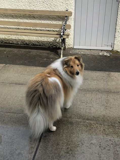 Sheltie Aesthetic, Shelty Dogs, Funny Wholesome, Sheltie Dogs, Dog Mum, Home 2023, Dream Dog, Shetland Sheepdog, Silly Things